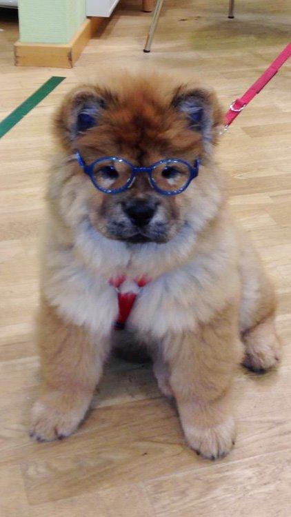 Chow chow Shi-Yang's Mei Lin - Louis Nielsens nye maskot ;) billede 5