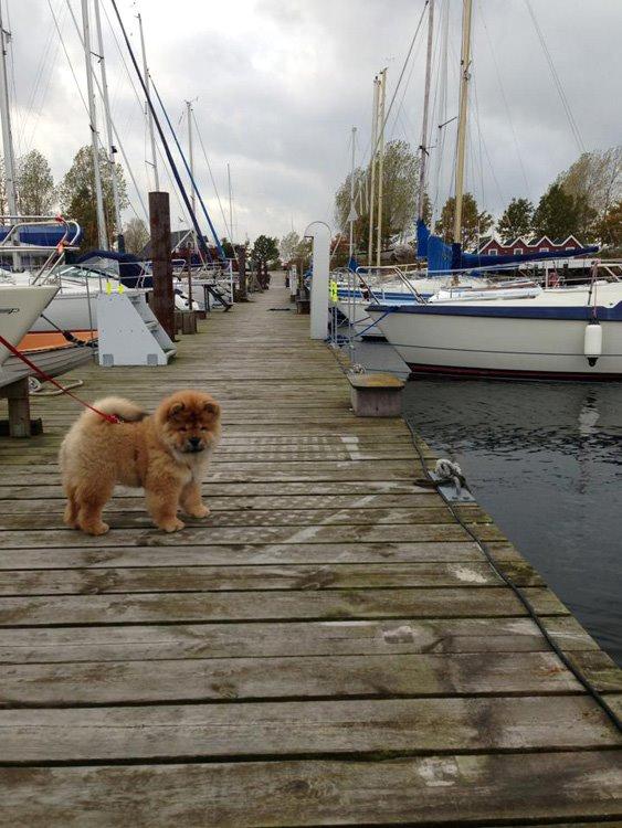 Chow chow Shi-Yang's Mei Lin - Havnen  billede 6