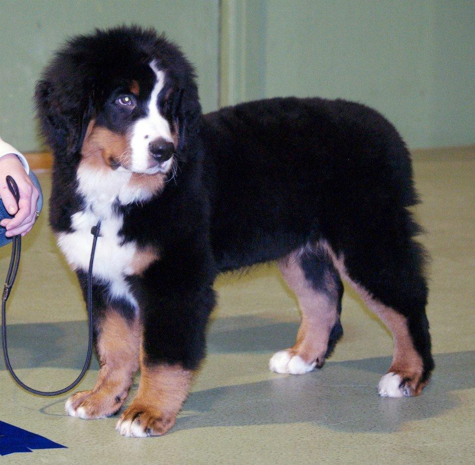Berner sennenhund Pa-Di Sinclair's Navajo - Samson 14 uger <3 billede 1