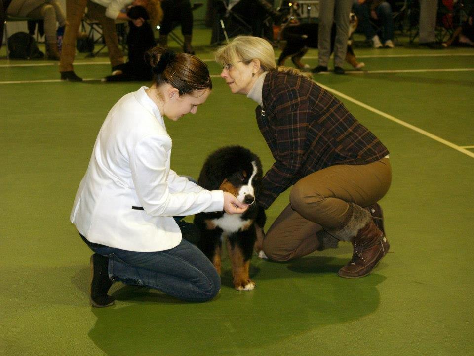 Berner sennenhund Pa-Di Sinclair's Navajo billede 19