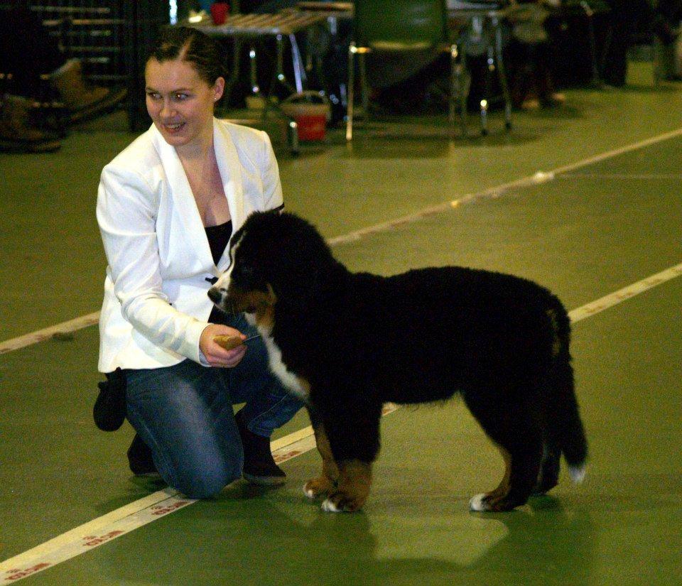 Berner sennenhund Pa-Di Sinclair's Navajo billede 20