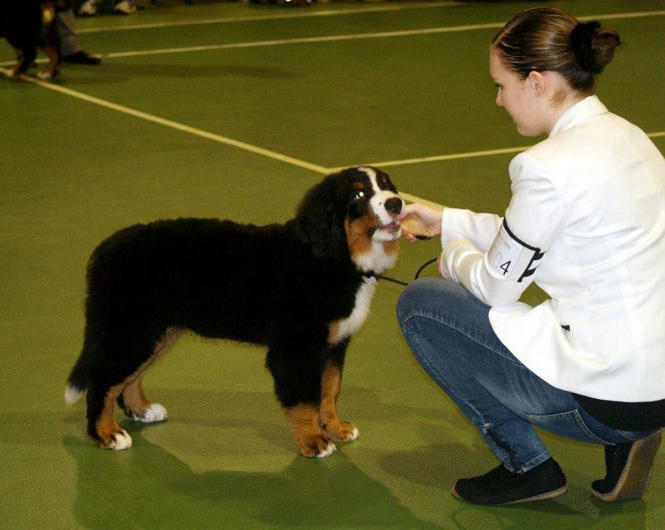 Berner sennenhund Pa-Di Sinclair's Navajo billede 21