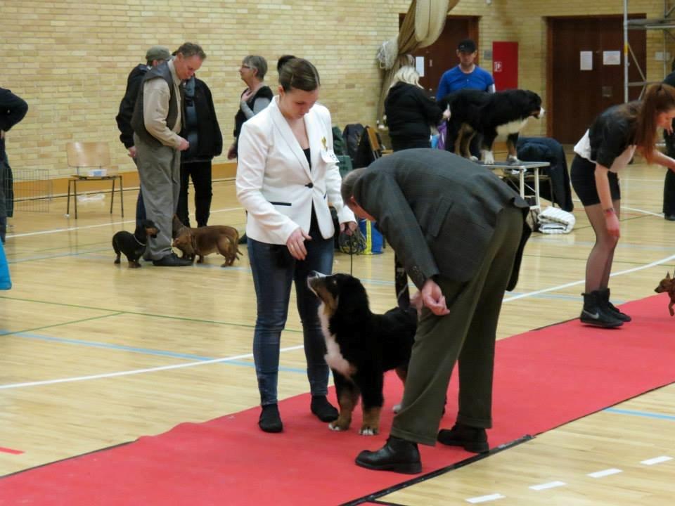 Berner sennenhund Pa-Di Sinclair's Navajo billede 2