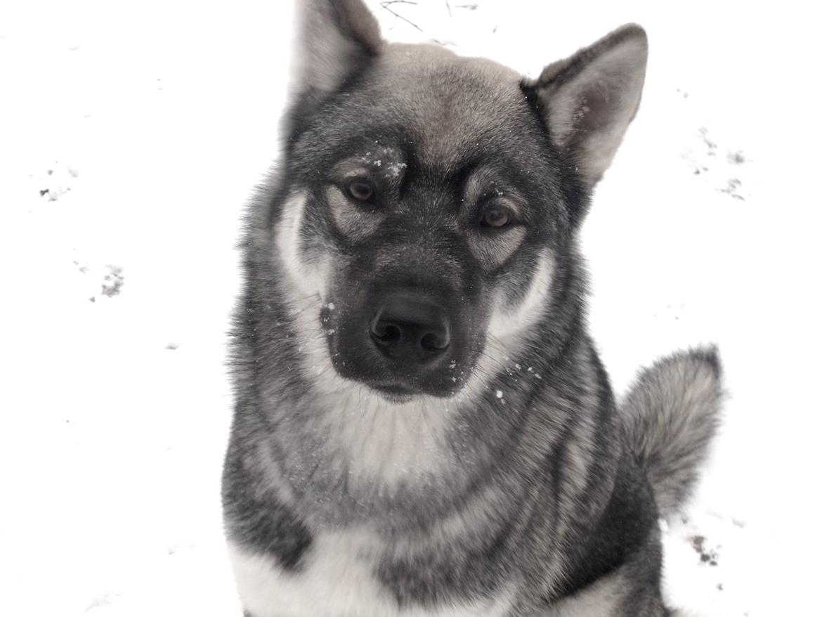 Siberian husky Wolf - Wolf næsten 9 mdr billede 13