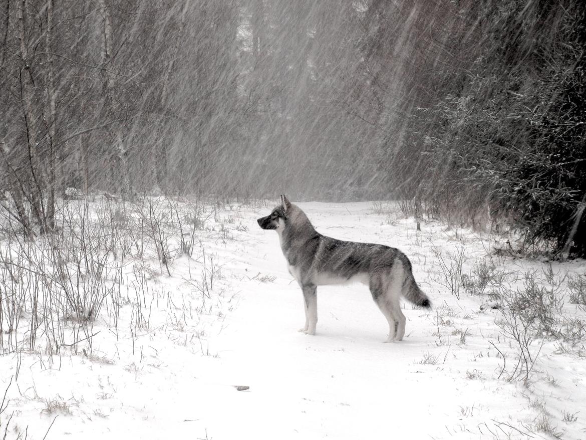 Siberian husky Wolf - Wolf næsten 9 mdr billede 12