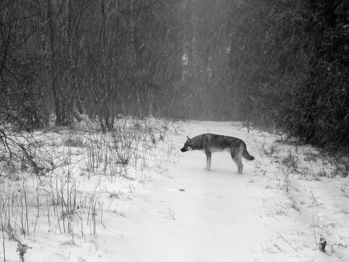 Siberian husky Wolf - Wolf næsten 9 mdr billede 14
