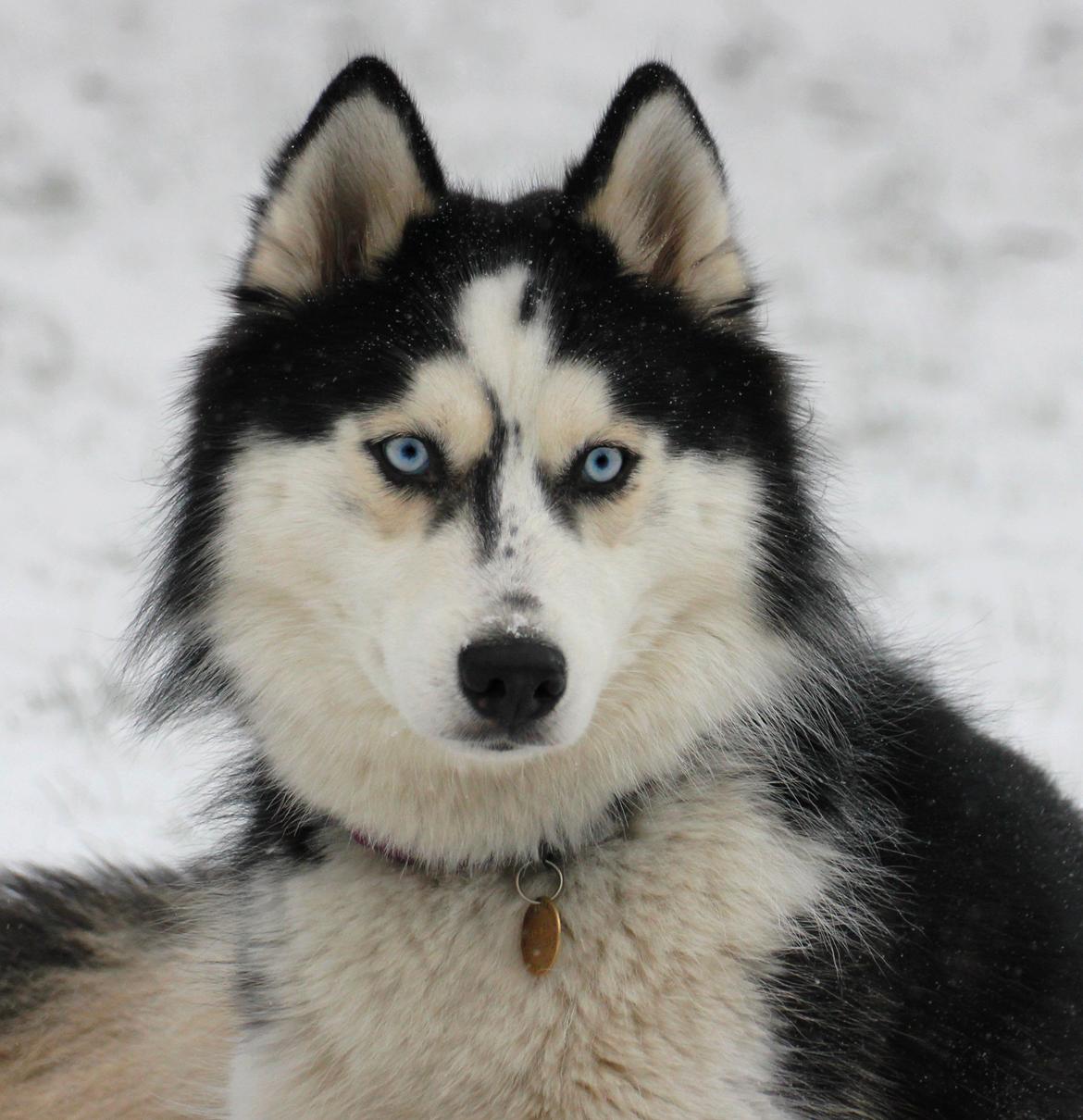 Siberian husky Einstein billede 1
