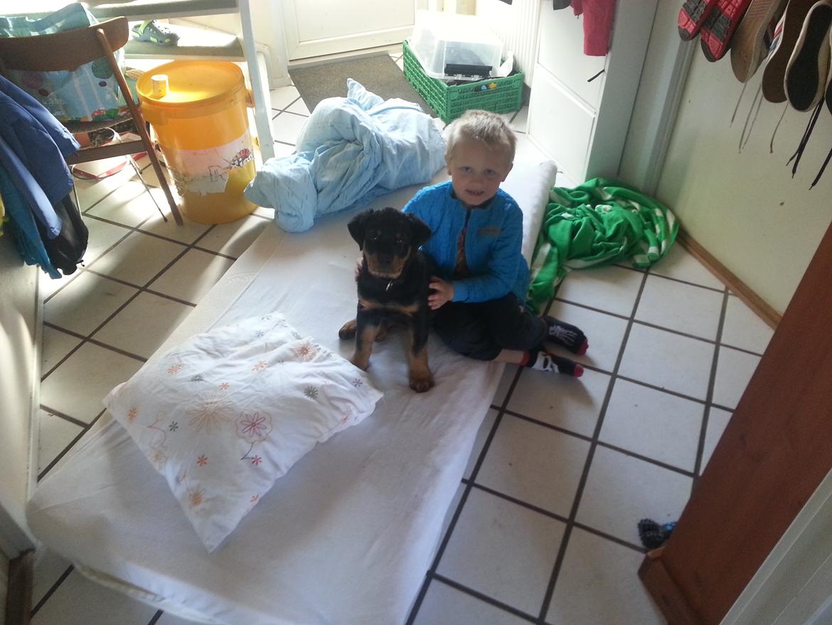 Rottweiler Sherlock aka Rulle billede 1