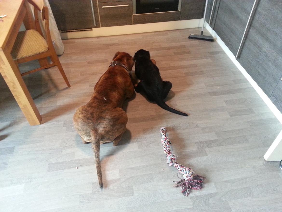 Rottweiler Sherlock aka Rulle billede 2