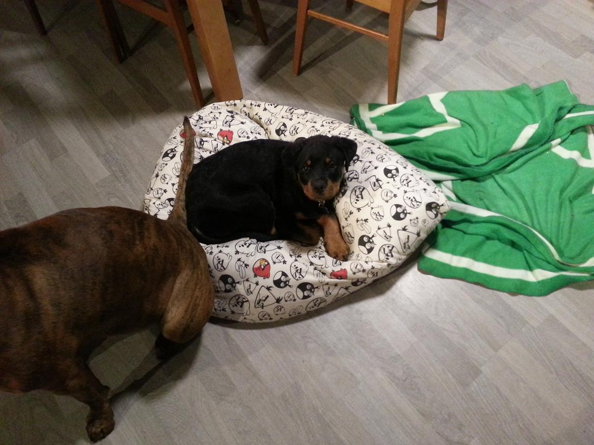 Rottweiler Sherlock aka Rulle billede 3