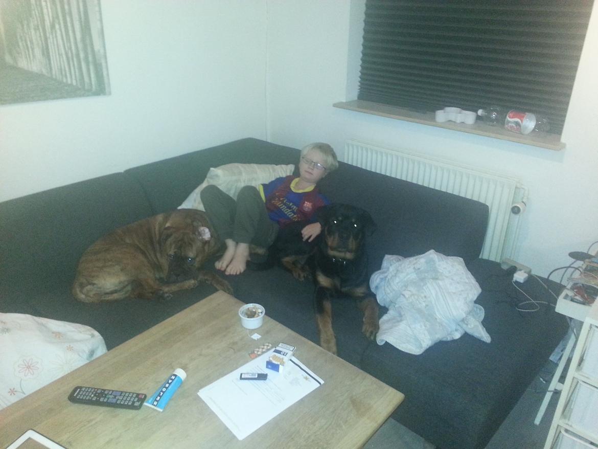 Rottweiler Sherlock aka Rulle billede 4