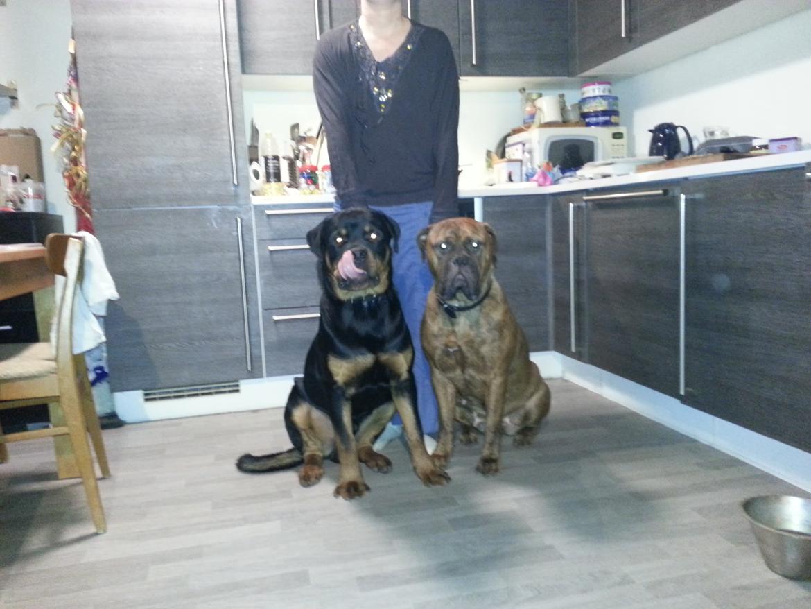 Rottweiler Sherlock aka Rulle billede 5