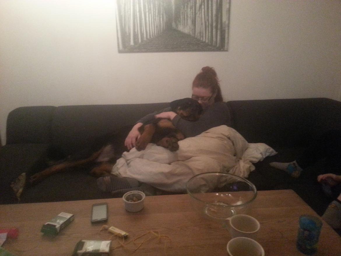 Rottweiler Sherlock aka Rulle billede 6