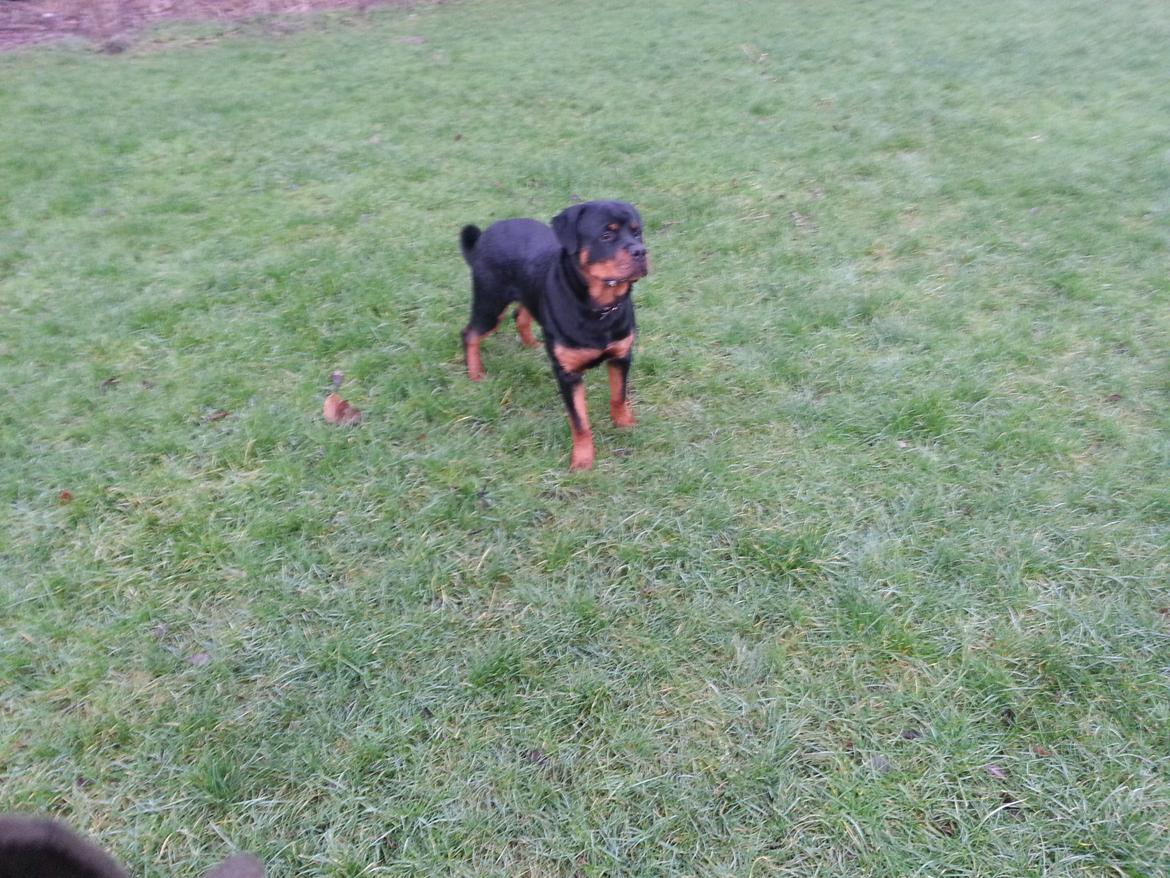 Rottweiler Sherlock aka Rulle billede 7
