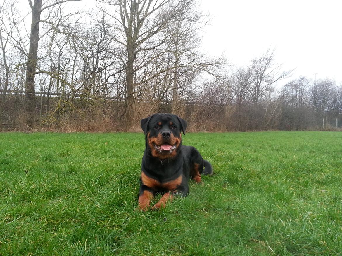 Rottweiler Sherlock aka Rulle billede 8