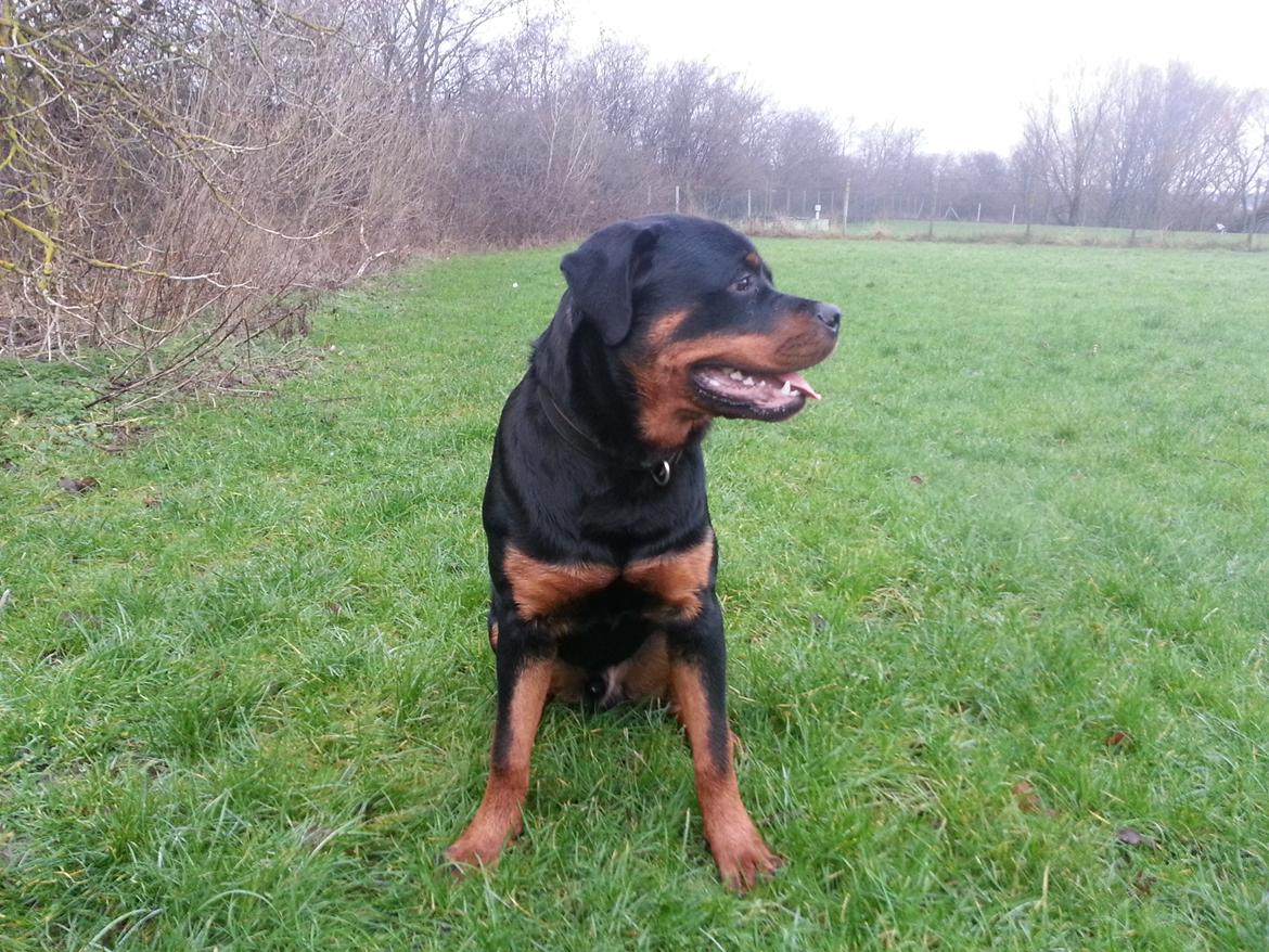 Rottweiler Sherlock aka Rulle billede 9