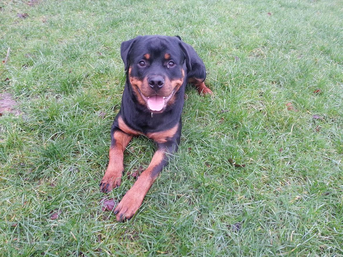 Rottweiler Sherlock aka Rulle billede 10