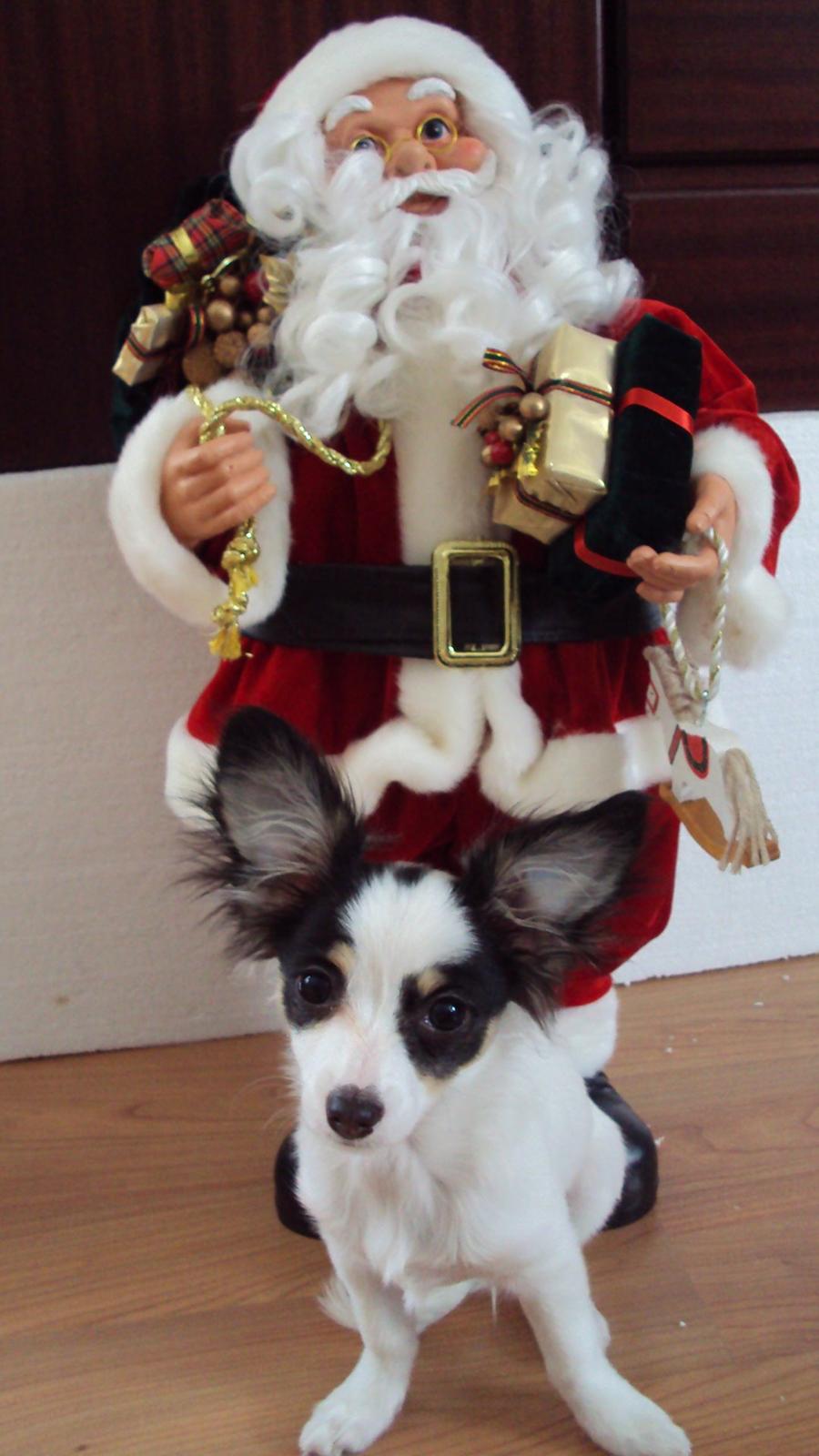 Blanding af racer Coco - Glædelig jul siger Coco da han var hvalp :) billede 18