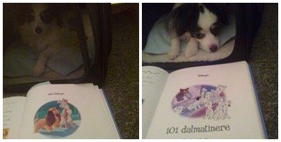 Blanding af racer Coco - Så bliver der læst godnat historie højt :)
(Som der selvfølgelig plejer når jeg er her) billede 7