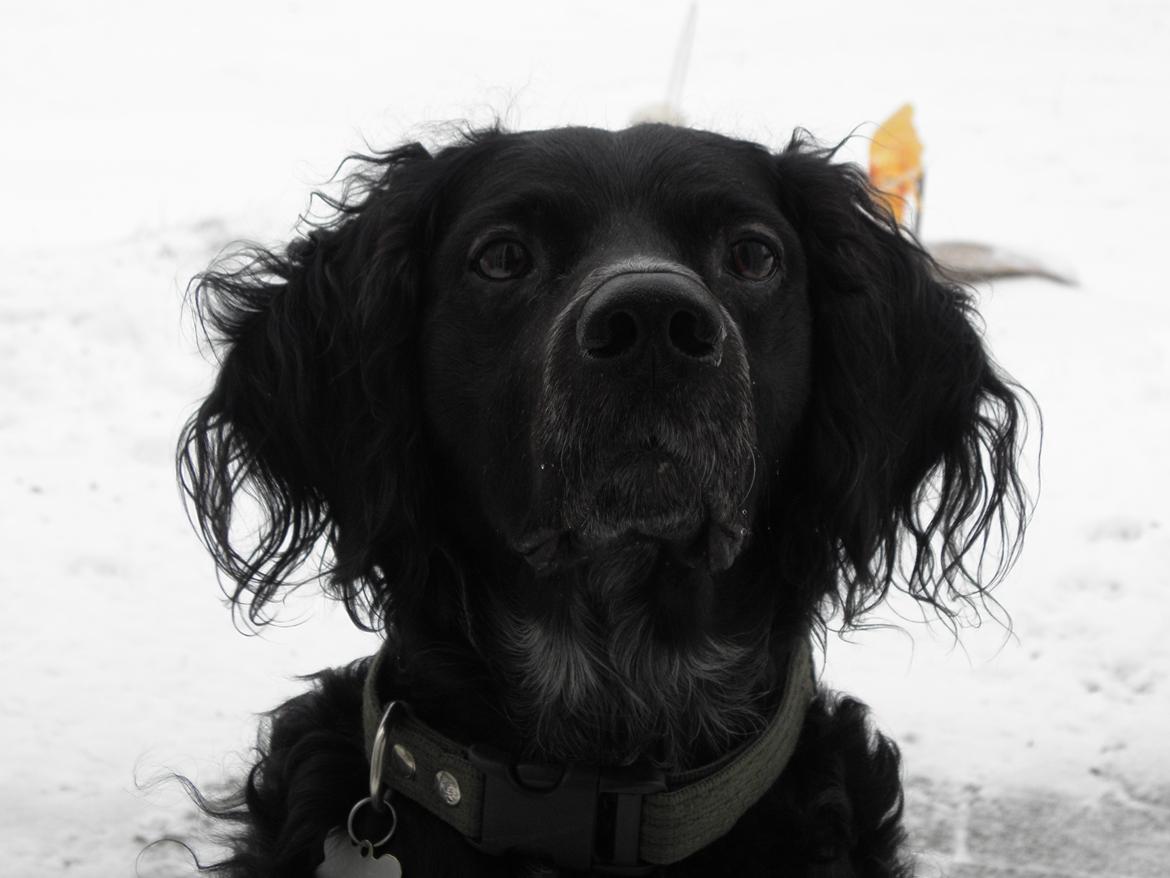 Breton Loke billede 4