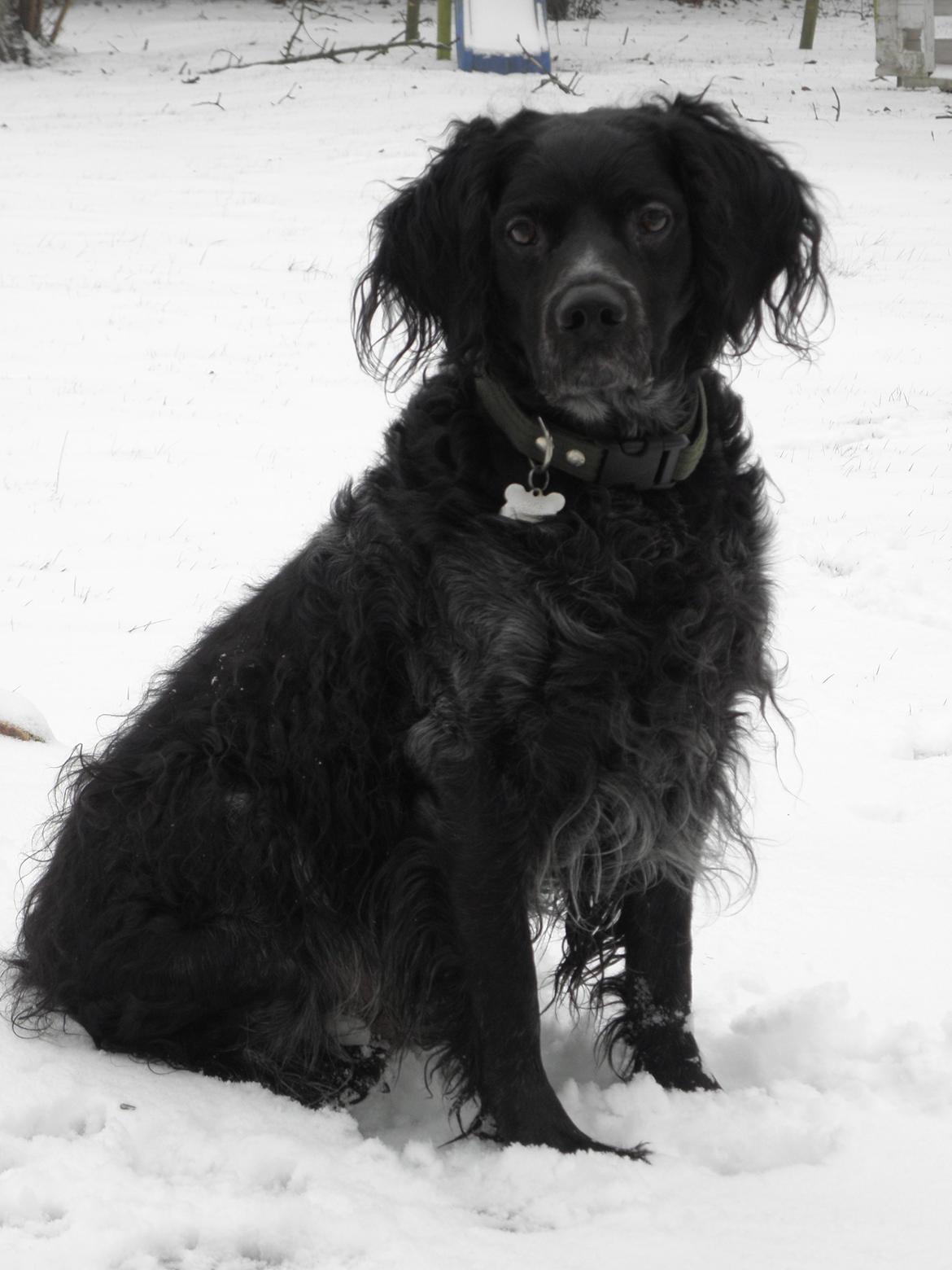 Breton Loke billede 7