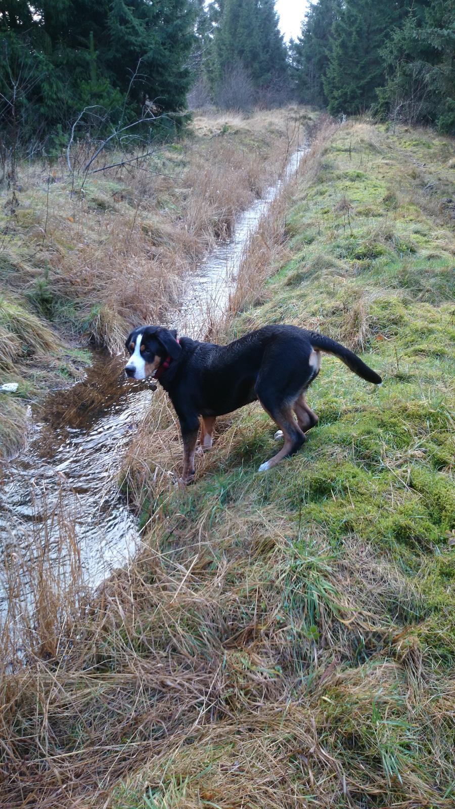 Grosser schweizer sennenhund Freja billede 1