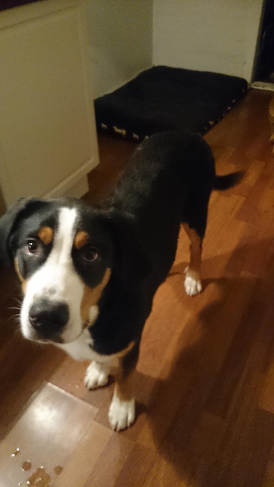 Grosser schweizer sennenhund Freja billede 2