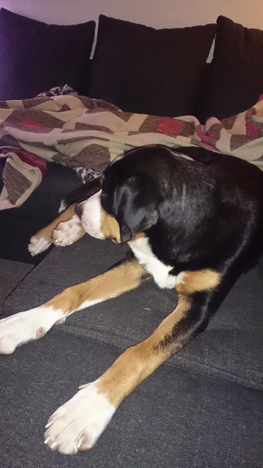 Grosser schweizer sennenhund Freja billede 3