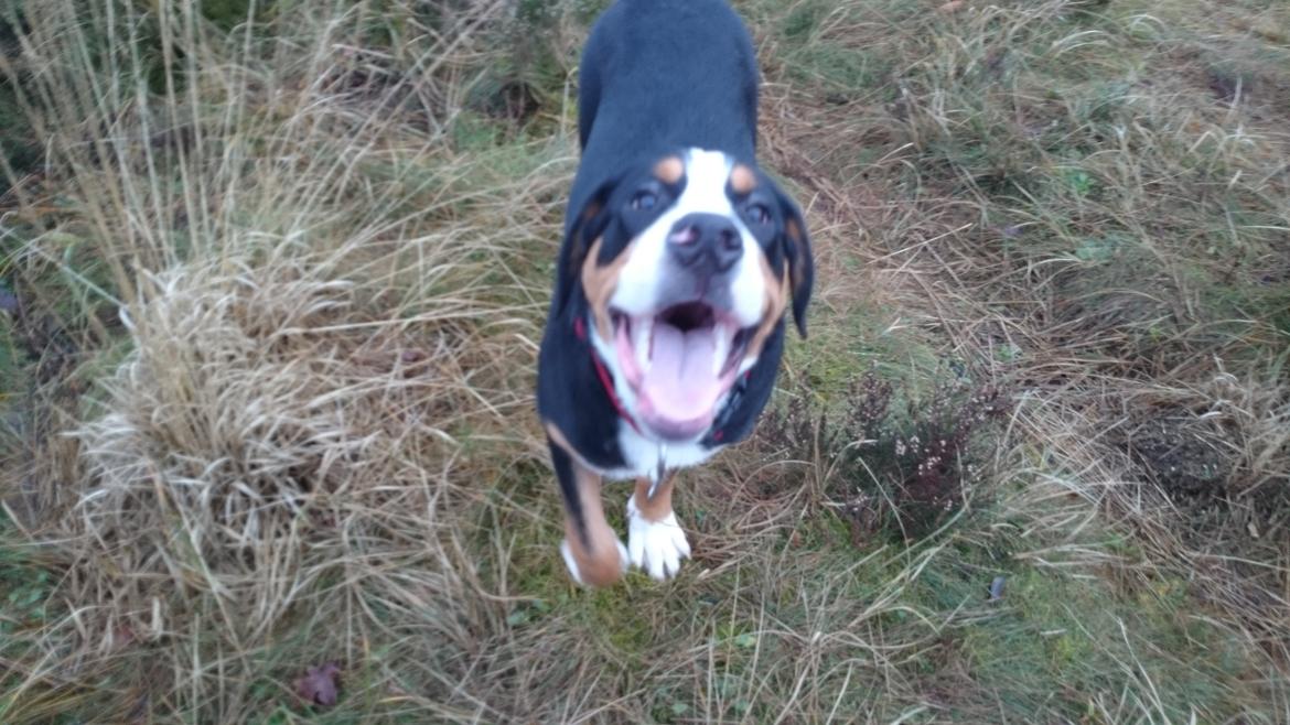 Grosser schweizer sennenhund Freja billede 4