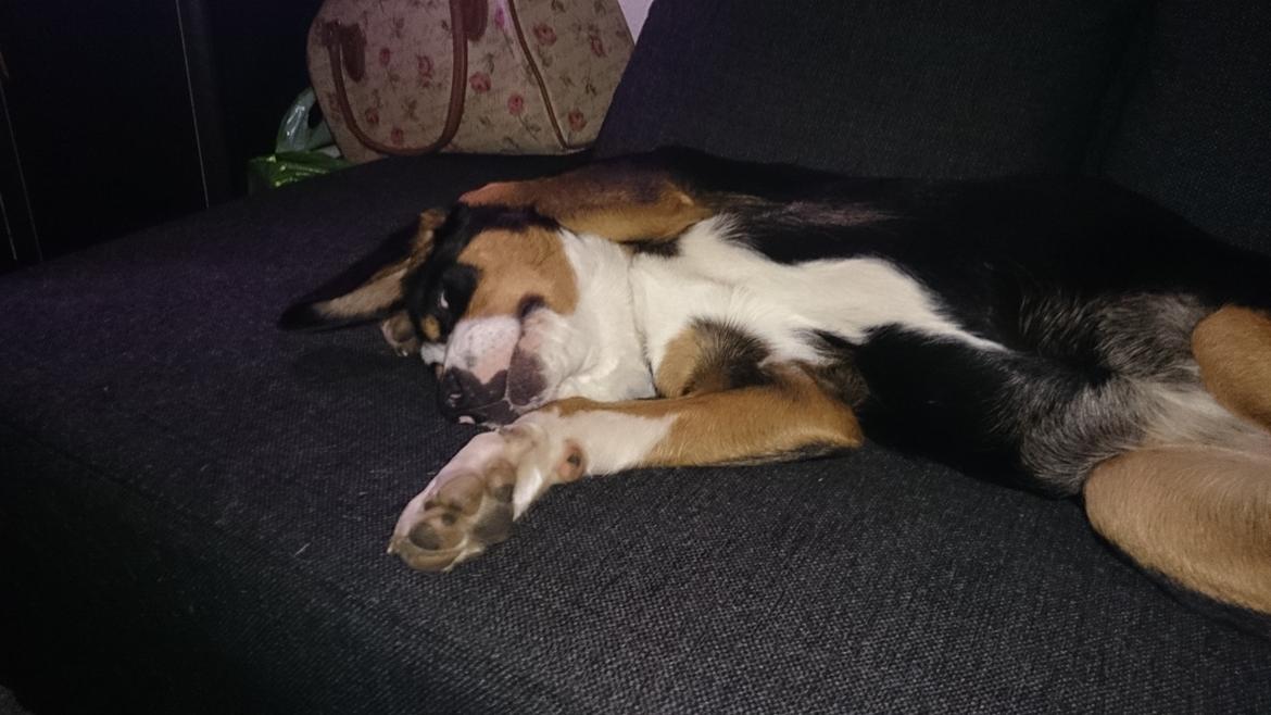 Grosser schweizer sennenhund Freja billede 5