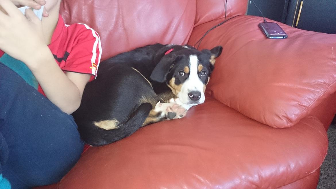 Grosser schweizer sennenhund Freja billede 6