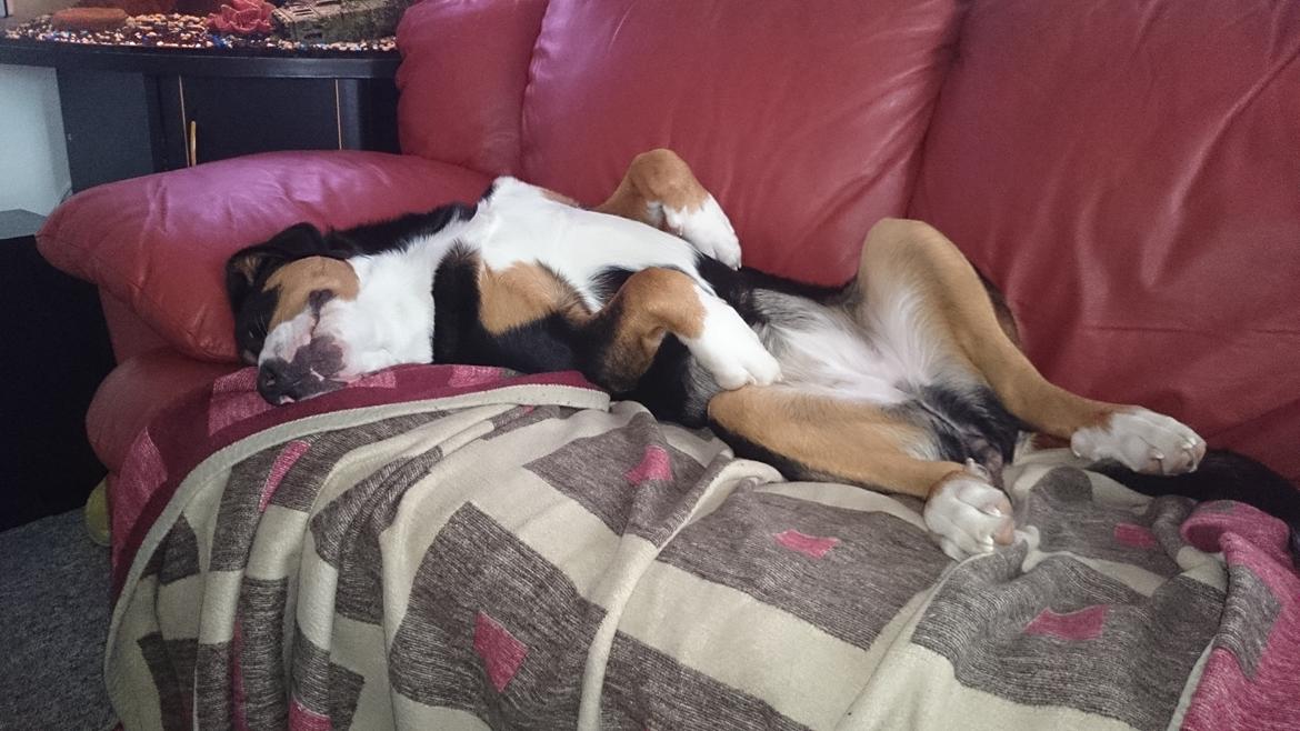 Grosser schweizer sennenhund Freja billede 7