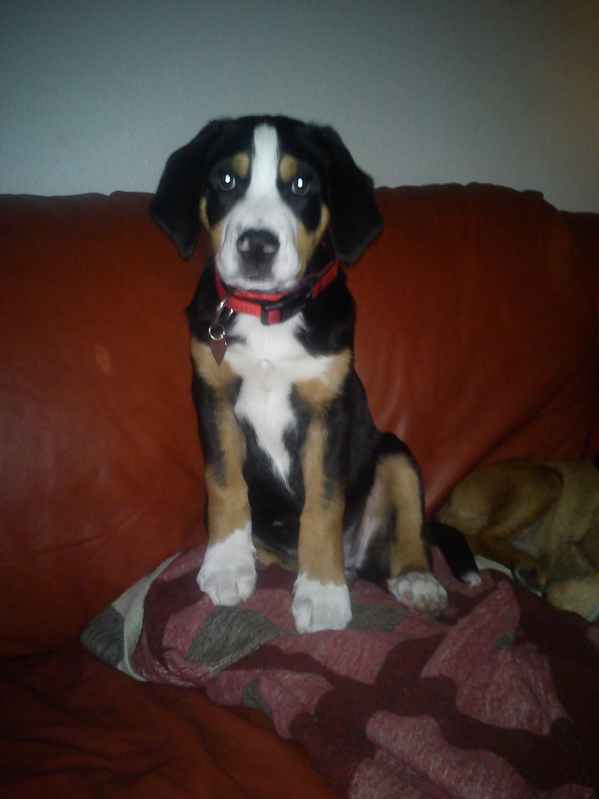 Grosser schweizer sennenhund Freja billede 8