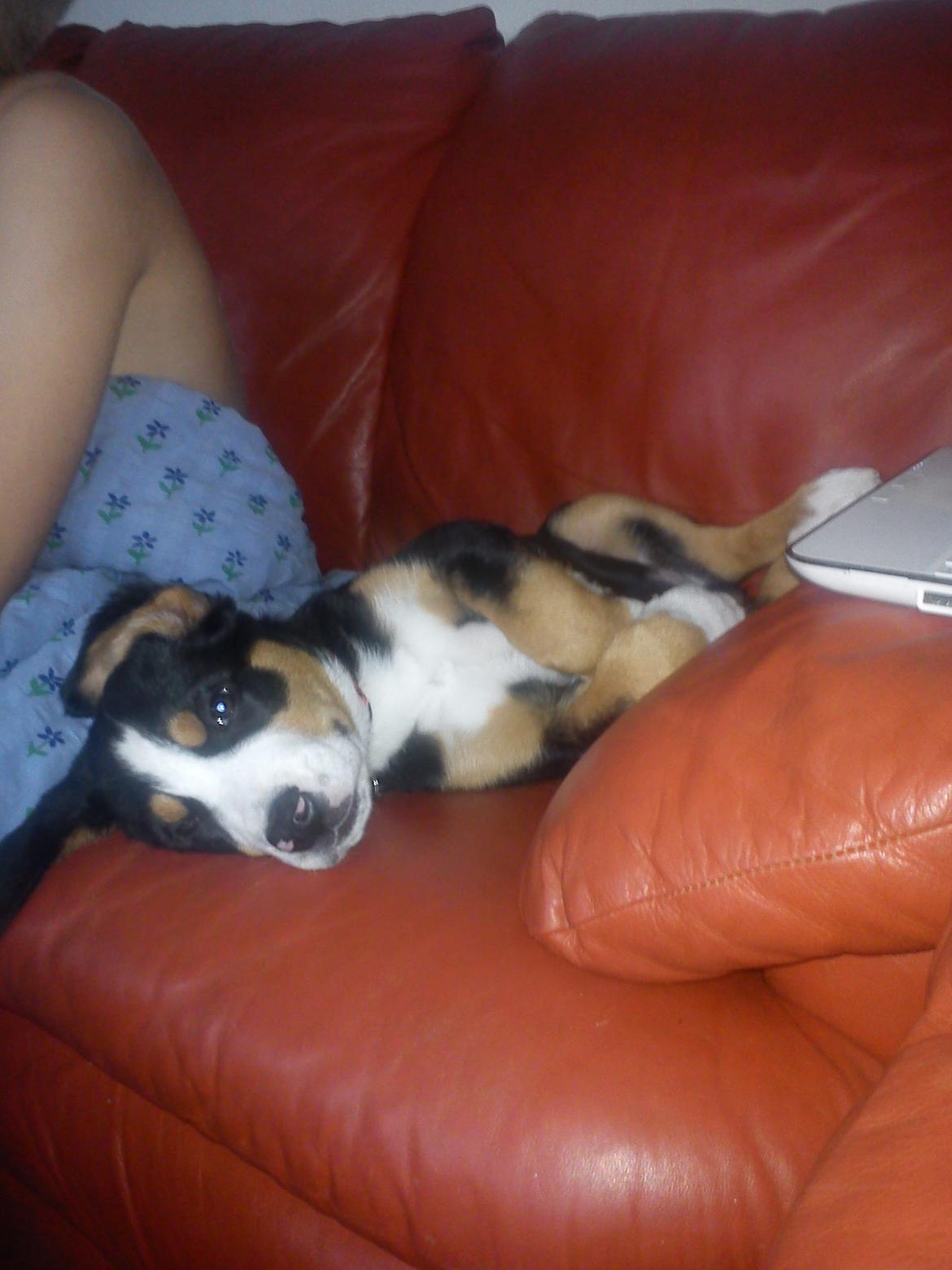 Grosser schweizer sennenhund Freja billede 9