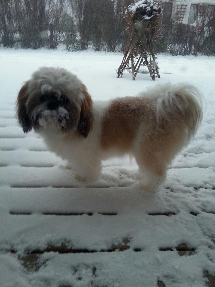 Shih tzu Baloo billede 2