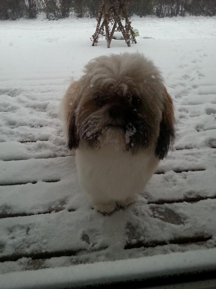 Shih tzu Baloo billede 1