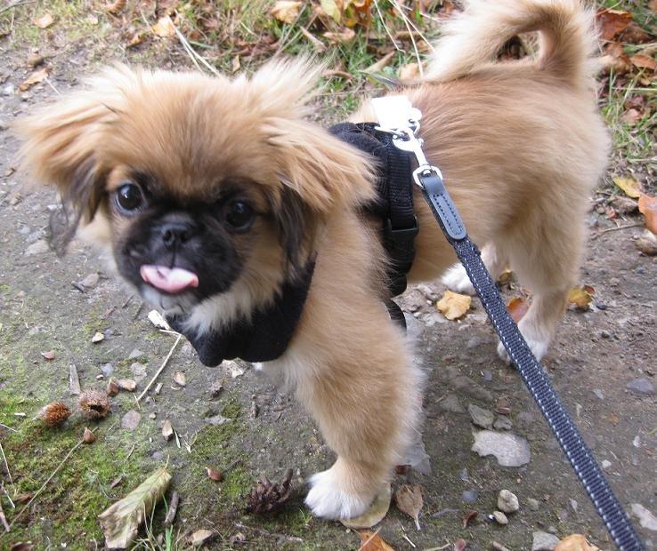 Pekingeser Django billede 3