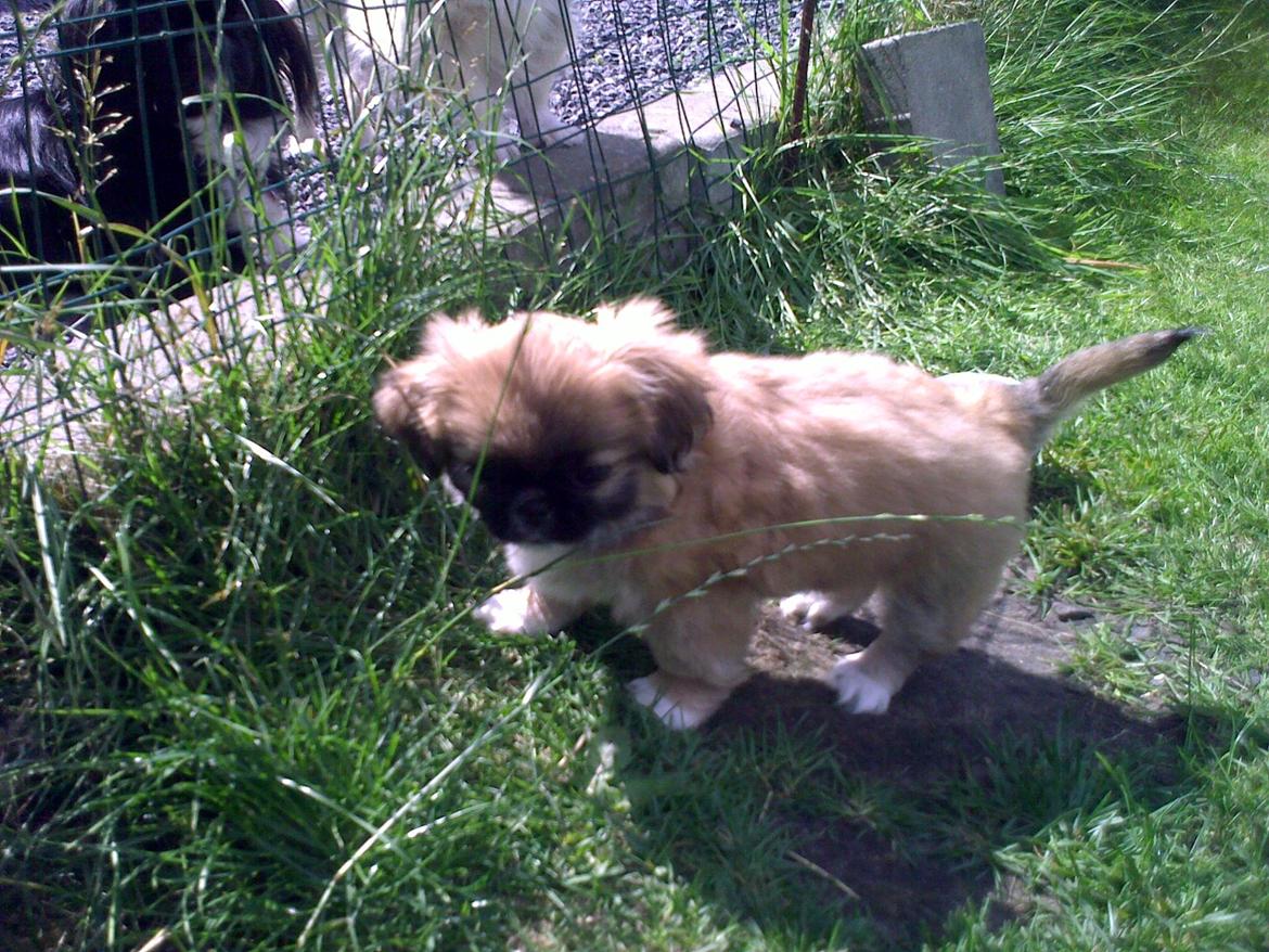 Pekingeser Django billede 2