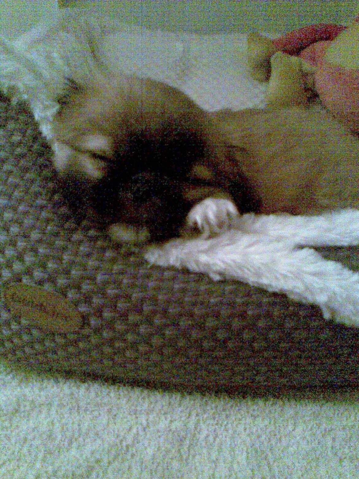 Pekingeser Django billede 4