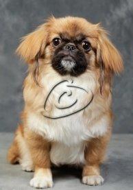 Pekingeser Django billede 6