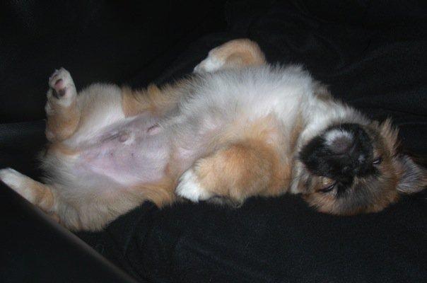 Pekingeser Django billede 7