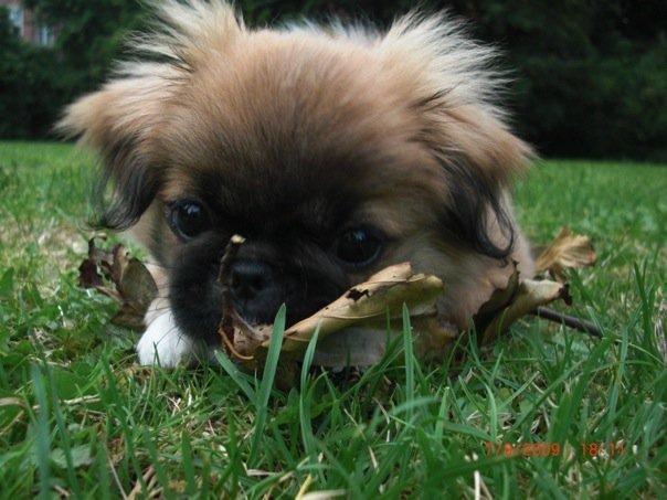 Pekingeser Django billede 8