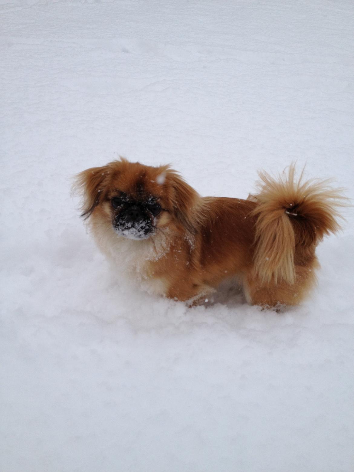 Pekingeser Django billede 9