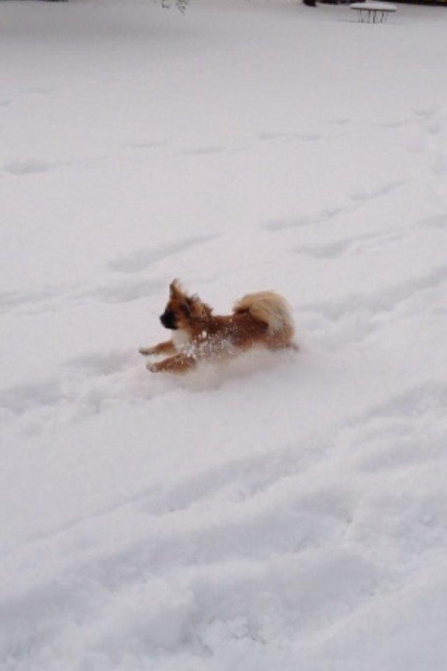 Pekingeser Django billede 10