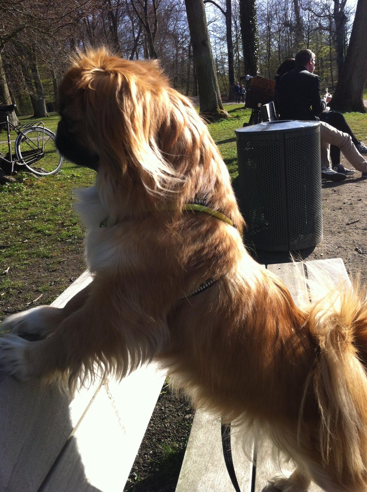 Pekingeser Django billede 11
