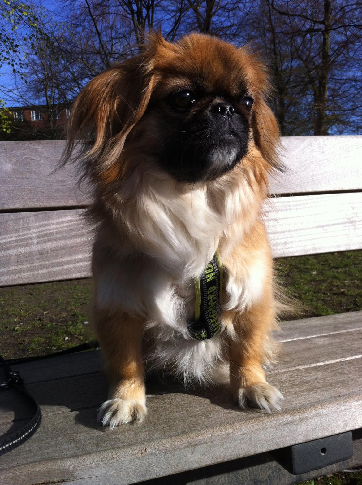 Pekingeser Django billede 12