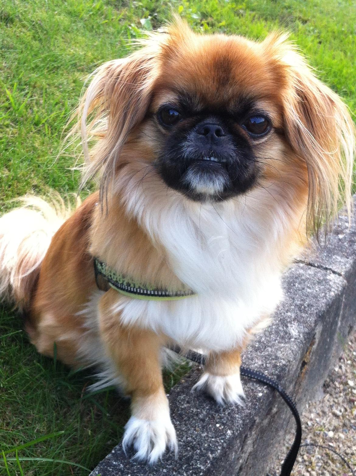 Pekingeser Django billede 13