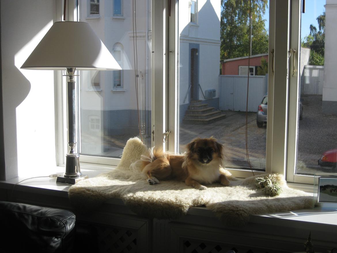 Pekingeser Django billede 14