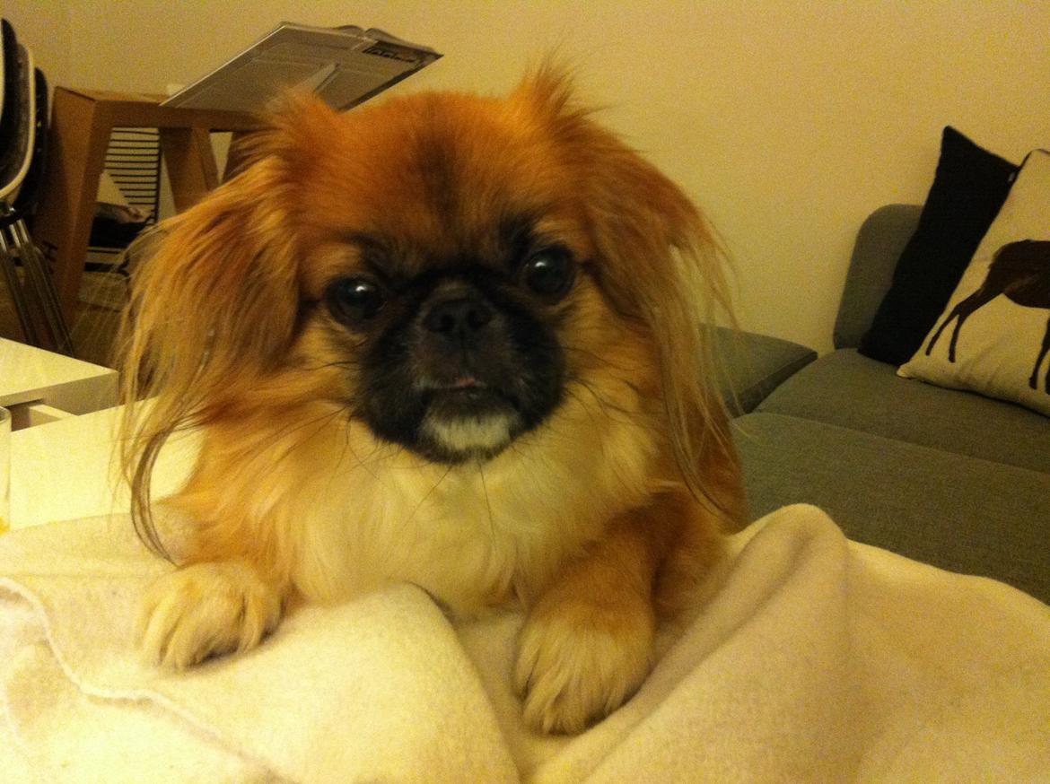 Pekingeser Django billede 15