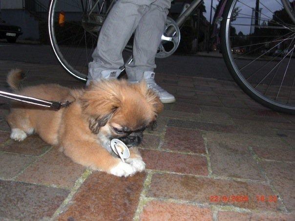 Pekingeser Django billede 16